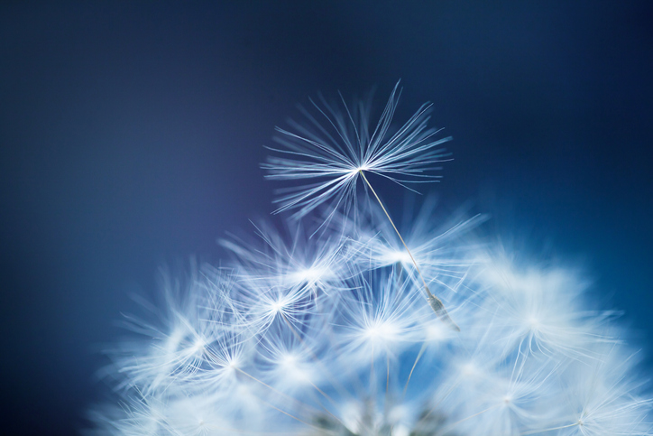 dandelion fluff